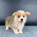 Corgi Trắng Vàng