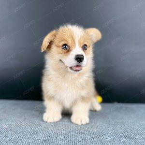Corgi Trắng Vàng