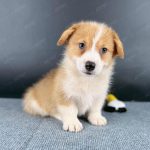 Corgi Trắng Vàng