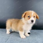 Corgi Trắng Vàng