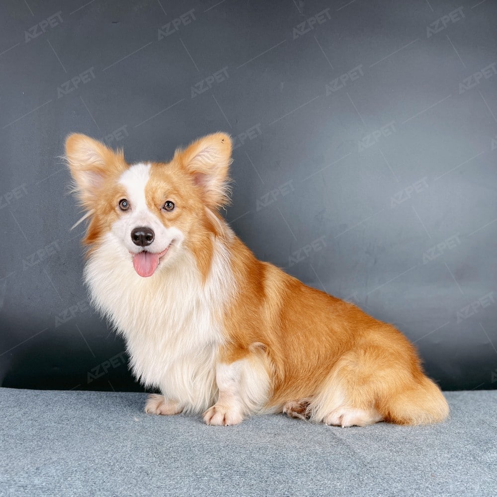 Corgi Trắng Vàng VKA