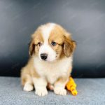Corgi Lông Dài Trắng Vàng