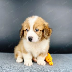 Corgi Lông Dài Trắng Vàng