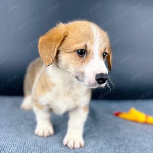 Corgi Trắng Vàng