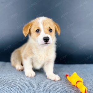 Corgi Trắng Vàng