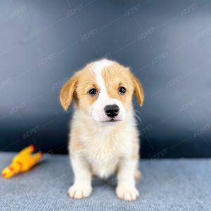 Corgi Trắng Vàng