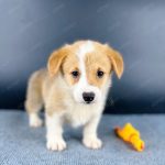 Corgi Trắng Vàng