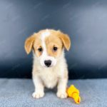 Corgi Trắng Vàng