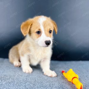 Corgi Trắng Vàng