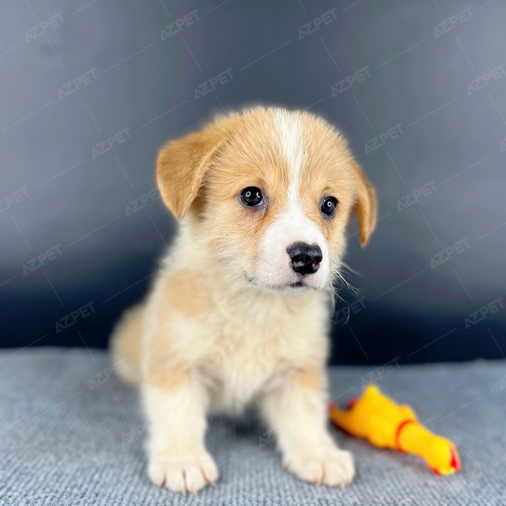 Corgi Trắng Vàng