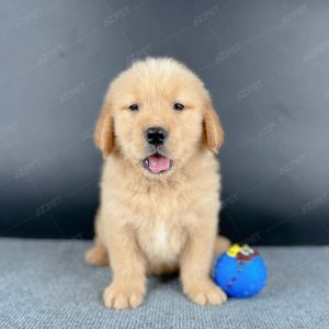 Golden Vàng