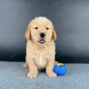 Golden Vàng