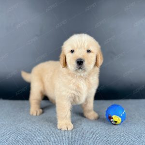 Golden Vàng