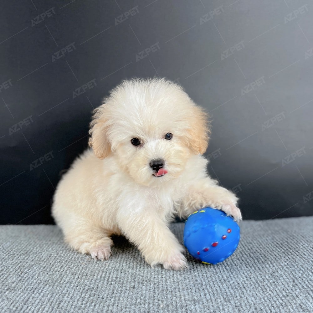 Poodle Toy Kem