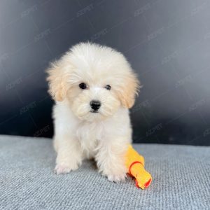Poodle Toy Kem