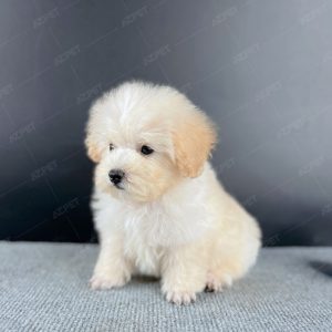 Poodle Toy Kem