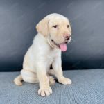 Labrador Vàng