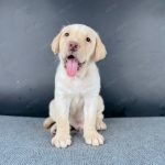 Labrador Vàng