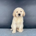 Golden Vàng