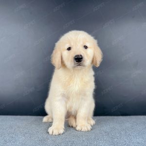 Golden Vàng