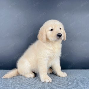 Golden Vàng