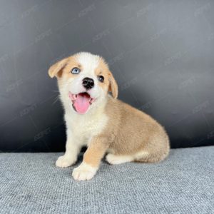 Corgi Trắng Vàng