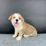 Corgi Trắng Vàng