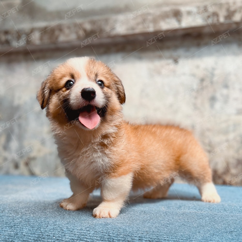 Corgi Trắng Vàng