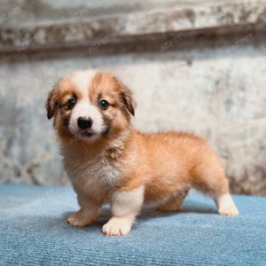 Corgi Trắng Vàng