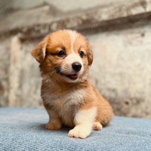 Corgi Trắng Vàng