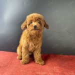 Poodle Toy Nâu Đỏ