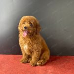 Poodle Toy Nâu Đỏ