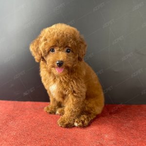 Poodle Toy Nâu Đỏ