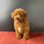 Poodle Toy Nâu Đỏ