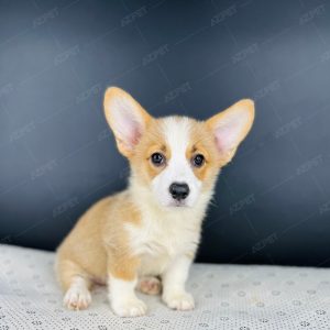 Corgi Trắng Vàng