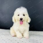Poodle Toy Trắng