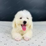 Poodle Toy Trắng