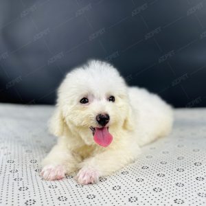 Poodle Toy Trắng