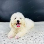 Poodle Toy Trắng