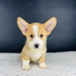 Corgi Trắng Vàng