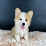 Corgi Trắng Vàng VKA