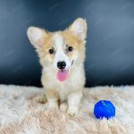 Corgi Trắng Vàng VKA