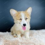 Corgi Trắng Vàng VKA