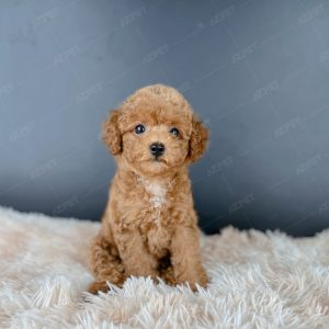 Poodle Toy Nâu Đỏ