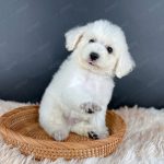 Poodle Toy Trắng