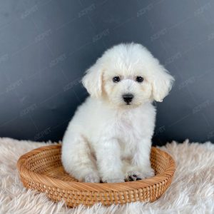 Poodle Toy Trắng