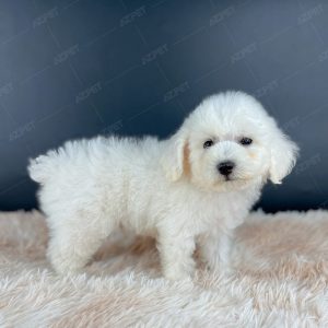 Poodle Toy Trắng