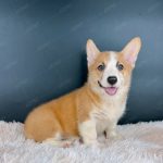 Corgi Trắng Vàng