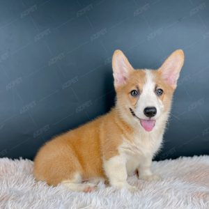 Corgi Trắng Vàng