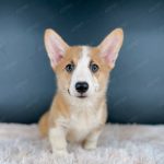 Corgi Trắng Vàng